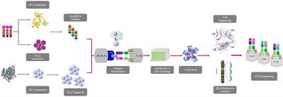 Targeting KRASG12V mutations with HLA class II-restricted TCR for the immunotherapy in solid tumors